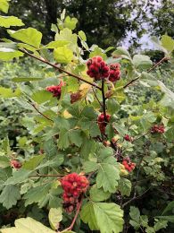 Rhus aromatica